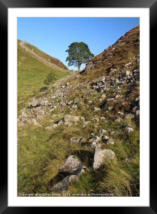 Sycamore Gap Framed Mounted Print by Heather Athey