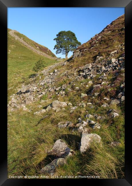 Sycamore Gap Framed Print by Heather Athey