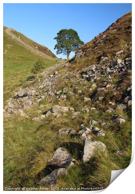 Sycamore Gap Print by Heather Athey