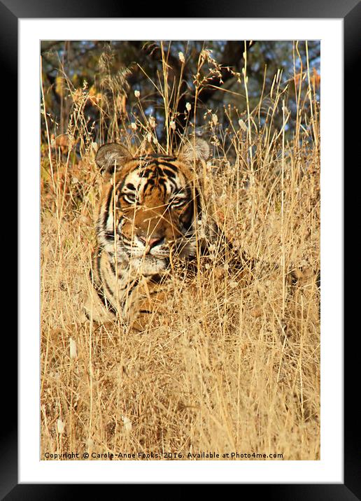 Sub-Adult Male Bengal Tiger Framed Mounted Print by Carole-Anne Fooks