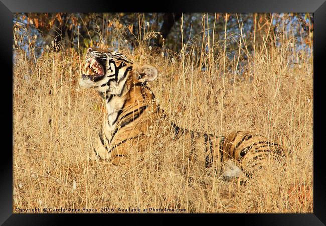 Sub-Adult Male Bengal Tiger Framed Print by Carole-Anne Fooks