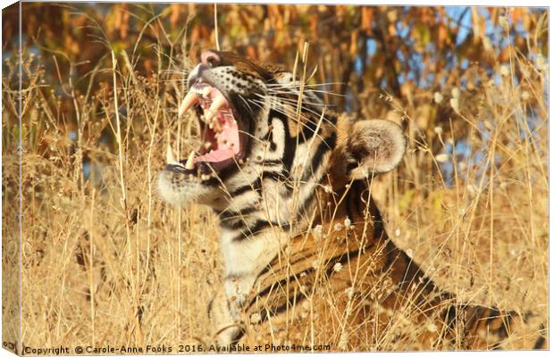 Yawn: Sub-Adult Male Bengal Tiger Canvas Print by Carole-Anne Fooks
