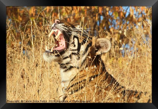 Yawn: Sub-Adult Male Bengal Tiger Framed Print by Carole-Anne Fooks