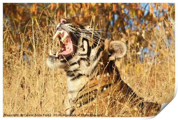 Yawn: Sub-Adult Male Bengal Tiger Print by Carole-Anne Fooks