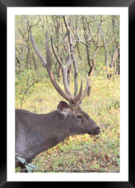 Male Sambar, the largest deer in India  Framed Mounted Print by Carole-Anne Fooks