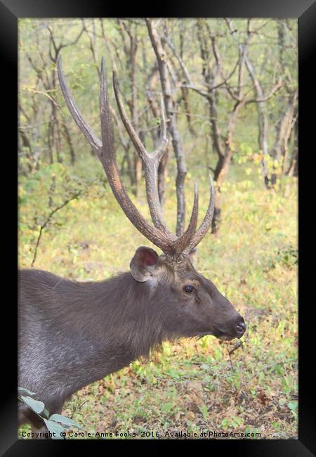 Male Sambar, the largest deer in India  Framed Print by Carole-Anne Fooks