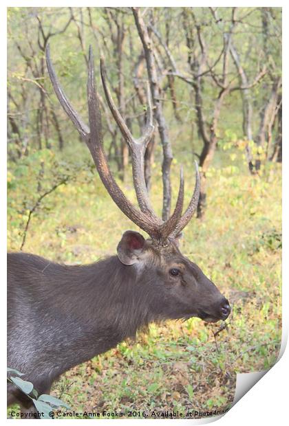 Male Sambar, the largest deer in India  Print by Carole-Anne Fooks