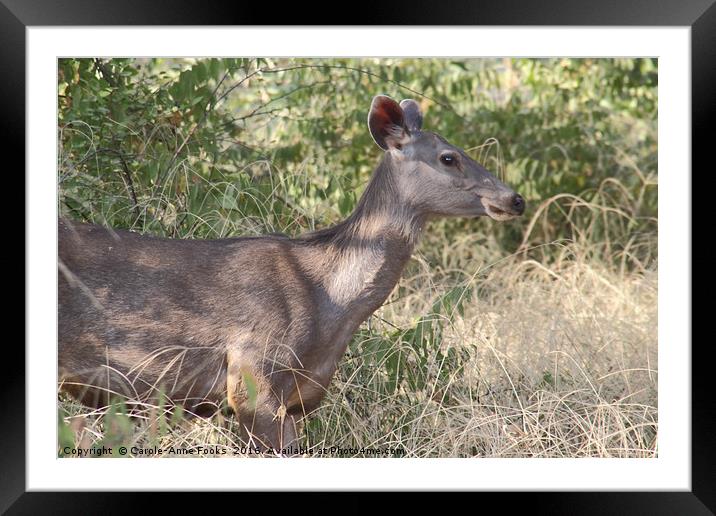 Female Sambar, the largest deer in India  Framed Mounted Print by Carole-Anne Fooks