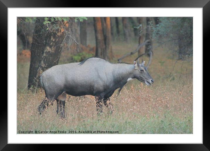 The Nilgai is the largest Asian antelope Framed Mounted Print by Carole-Anne Fooks