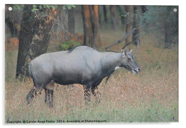 The Nilgai is the largest Asian antelope Acrylic by Carole-Anne Fooks
