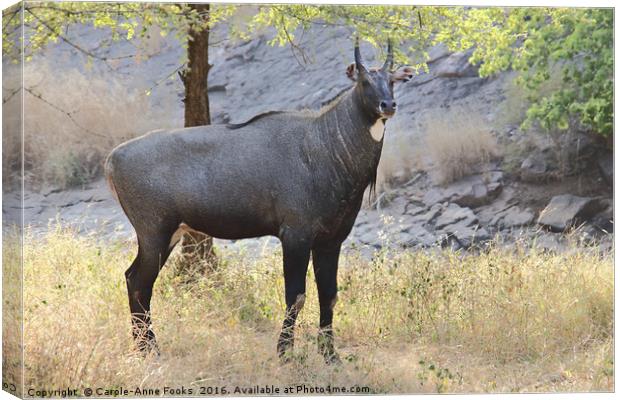 The Nilgai is the largest Asian antelope Canvas Print by Carole-Anne Fooks