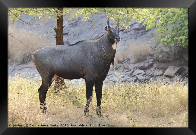 The Nilgai is the largest Asian antelope Framed Print by Carole-Anne Fooks
