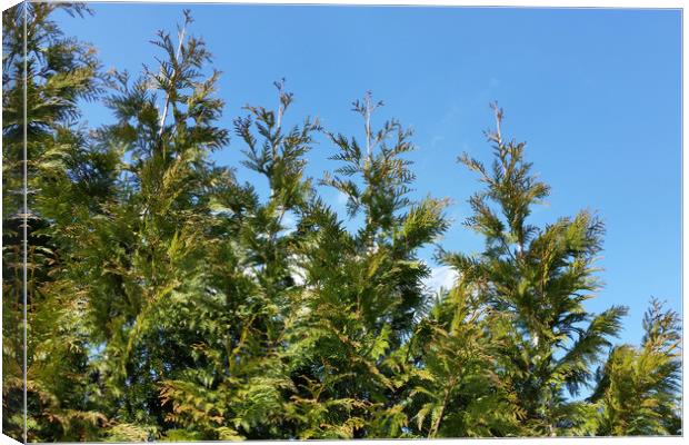 Lined up Thuja trees  Canvas Print by Marinela Feier