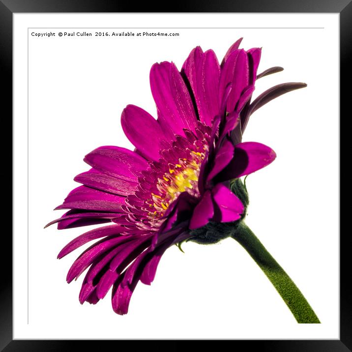 Dark pink Gerbera on White profile view. Framed Mounted Print by Paul Cullen