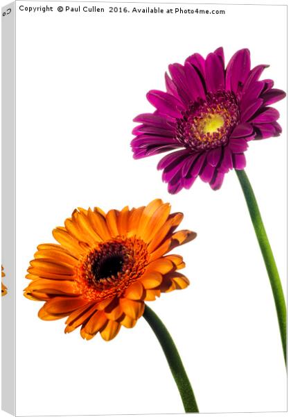 Orange and Pink Gerberas on White Canvas Print by Paul Cullen