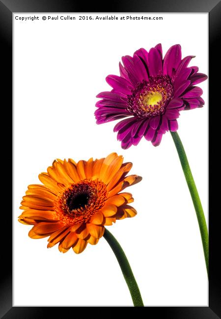Orange and Pink Gerberas on White Framed Print by Paul Cullen