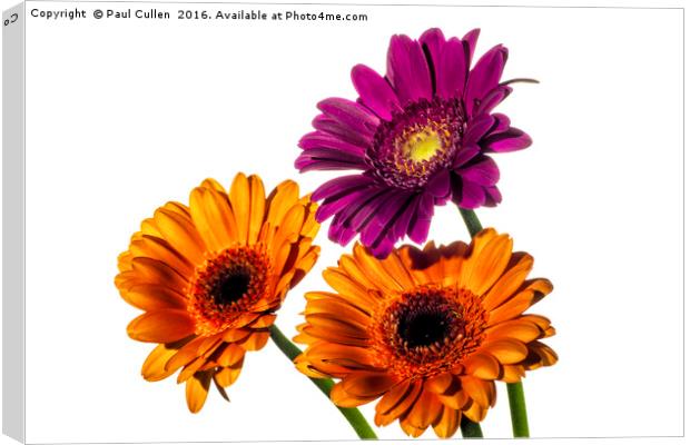 Orange and Pink Gerberas on White Canvas Print by Paul Cullen