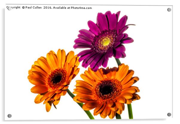 Orange and Pink Gerberas on White Acrylic by Paul Cullen