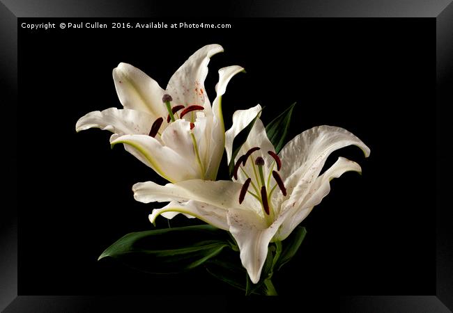 White Lily on Black. Framed Print by Paul Cullen