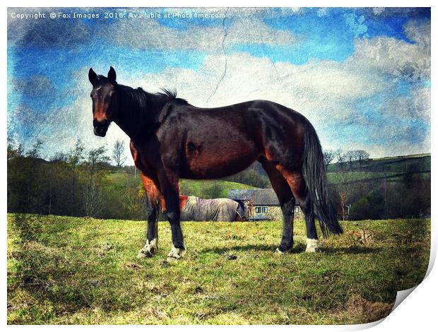 Horse in a field Print by Derrick Fox Lomax