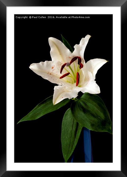 White Lily on Black. Framed Mounted Print by Paul Cullen