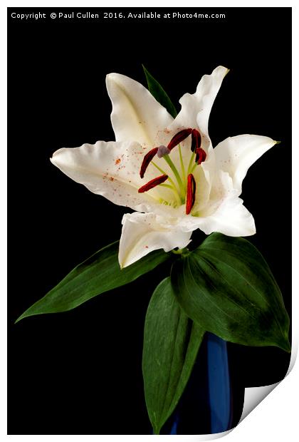 White Lily on Black. Print by Paul Cullen