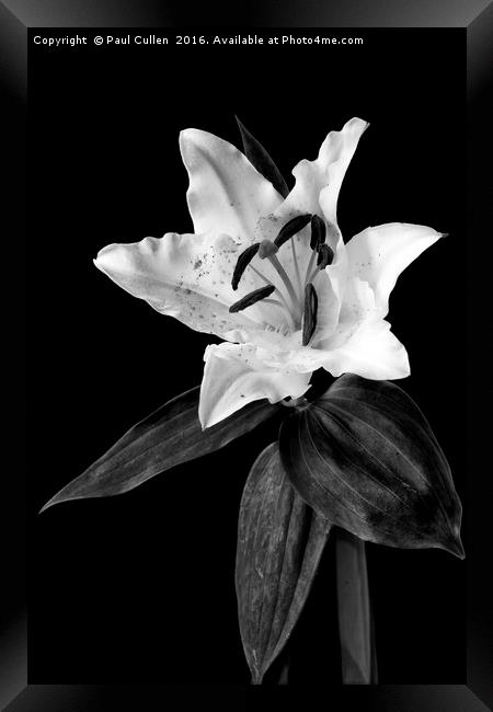 White Lily on Black - monochrome Framed Print by Paul Cullen