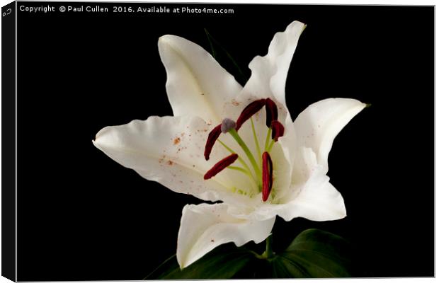 White Lily on Black. Canvas Print by Paul Cullen