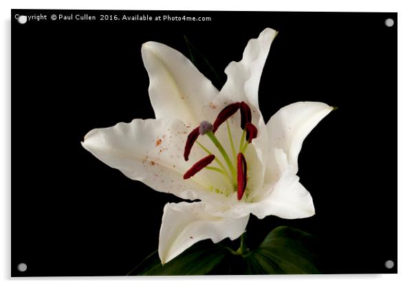 White Lily on Black. Acrylic by Paul Cullen