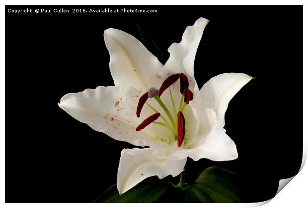 White Lily on Black. Print by Paul Cullen