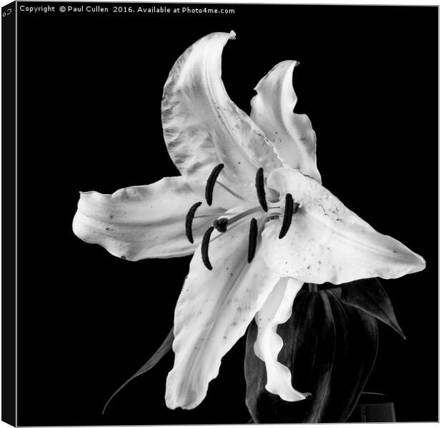 White Lily on Black - monochrome Canvas Print by Paul Cullen
