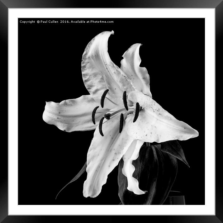 White Lily on Black - monochrome Framed Mounted Print by Paul Cullen