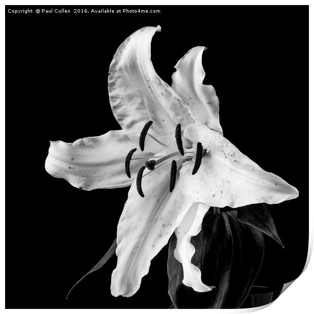 White Lily on Black - monochrome Print by Paul Cullen