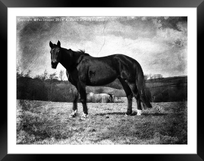 Horse in a field Framed Mounted Print by Derrick Fox Lomax