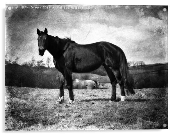 Horse in a field Acrylic by Derrick Fox Lomax