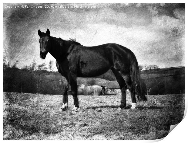 Horse in a field Print by Derrick Fox Lomax