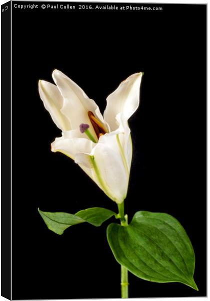White Lily on Black. Canvas Print by Paul Cullen