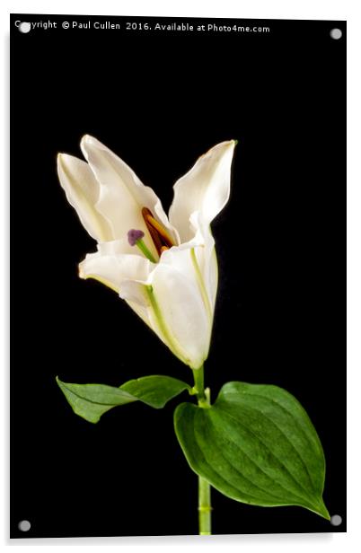White Lily on Black. Acrylic by Paul Cullen