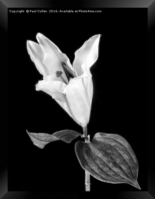 White Lily on Black. Framed Print by Paul Cullen