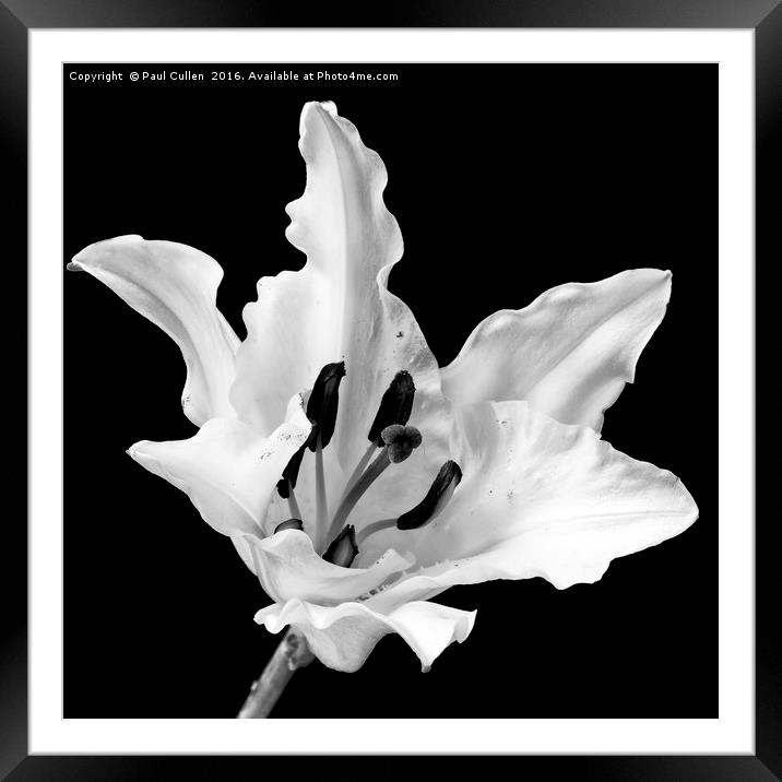White Lily on Black - monochrome Framed Mounted Print by Paul Cullen