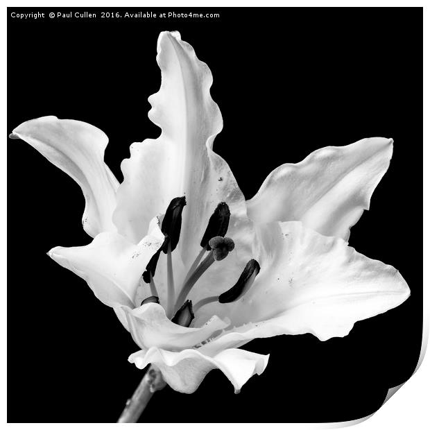 White Lily on Black - monochrome Print by Paul Cullen