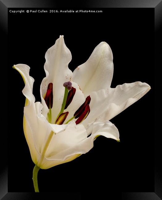 White Lily on Black. Framed Print by Paul Cullen