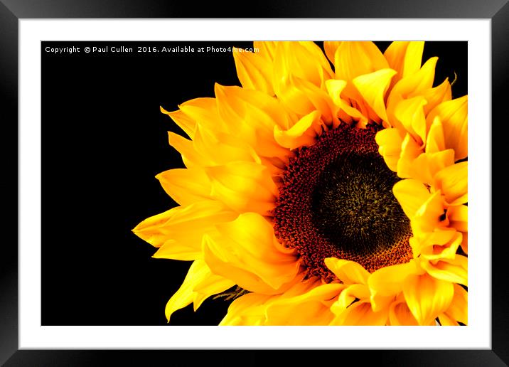 Rich Sunflower on Black. Framed Mounted Print by Paul Cullen