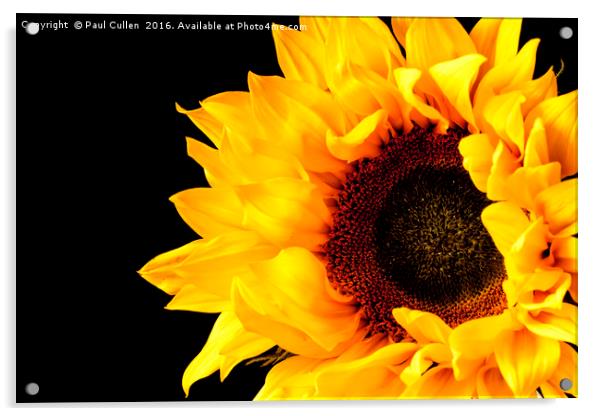 Rich Sunflower on Black. Acrylic by Paul Cullen
