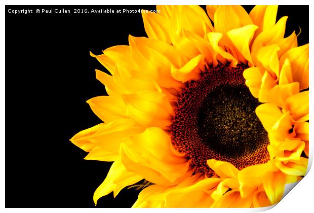 Rich Sunflower on Black. Print by Paul Cullen