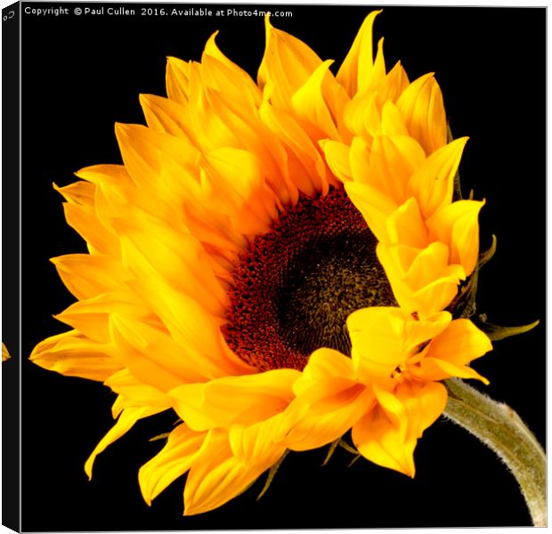 Sunflower central on a black background. Canvas Print by Paul Cullen