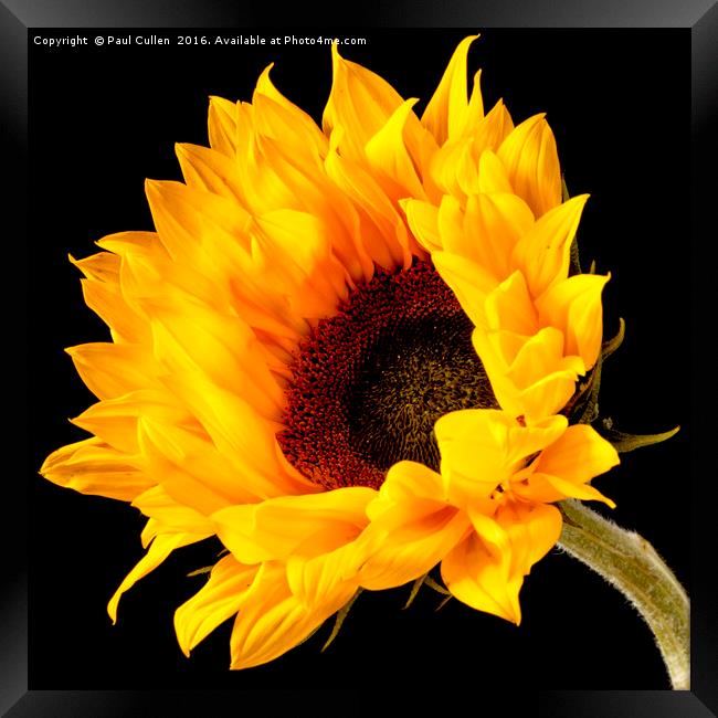 Sunflower central on a black background. Framed Print by Paul Cullen