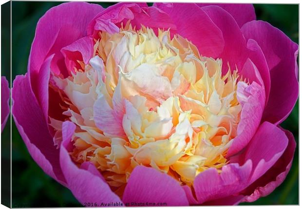 PEONY                                     Canvas Print by Helen Cullens