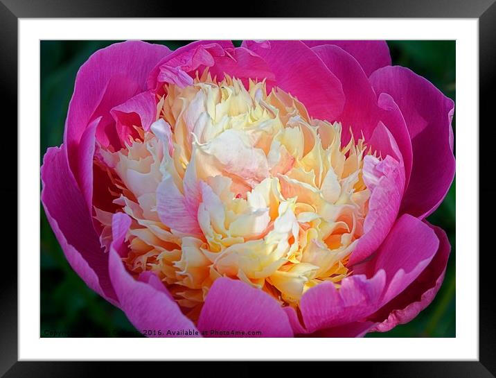 PEONY                                     Framed Mounted Print by Helen Cullens