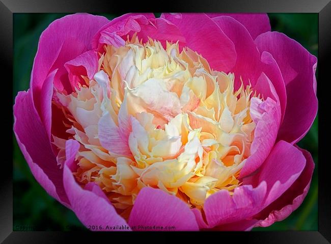 PEONY                                     Framed Print by Helen Cullens